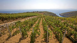 Winery