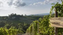 Winery
