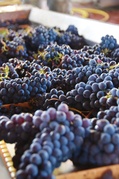 Foto vendemmia 2.jpeg