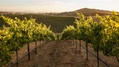 Artesa vineyards.jpg