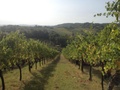 Tenuta La Viola - Monte Maggio 1.jpg