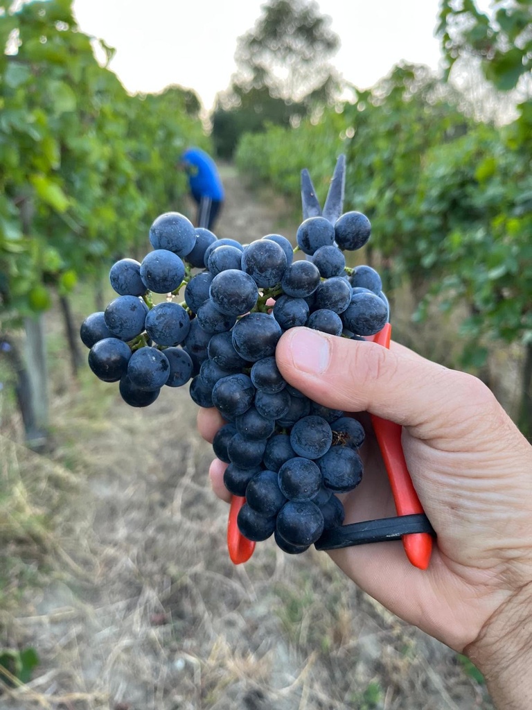 Grappolo Pinot Noir.jpg