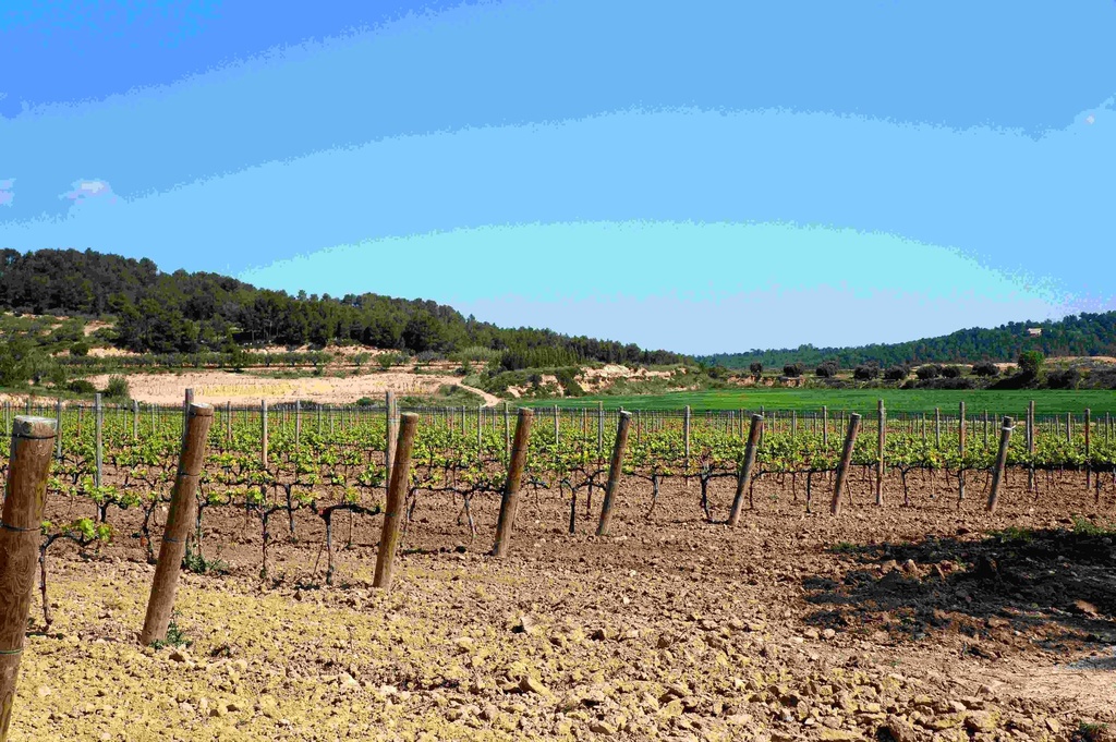 DSC05546BR copia.jpg